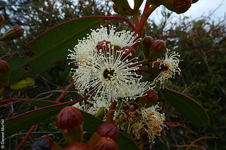 Eucalyptus calcareana f Denzel Murfet Nullarbor NP